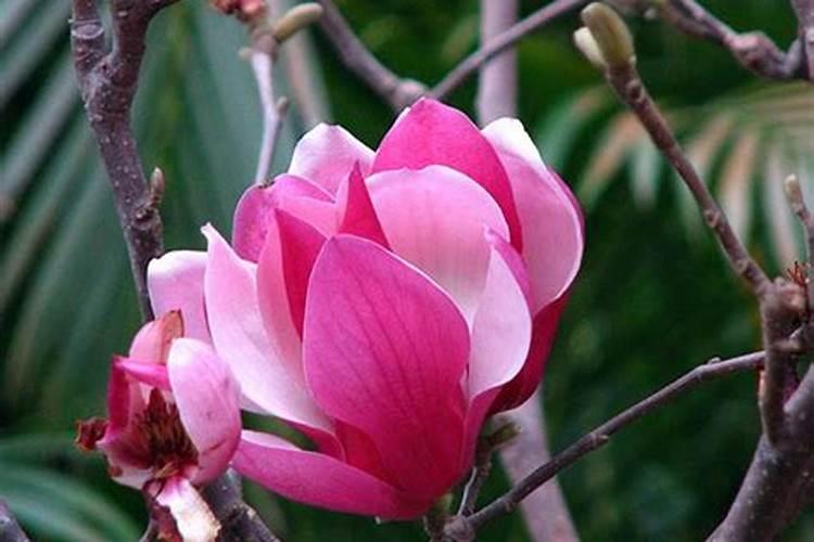 秋季花的养殖方法和注意事项 如何在秋季养花