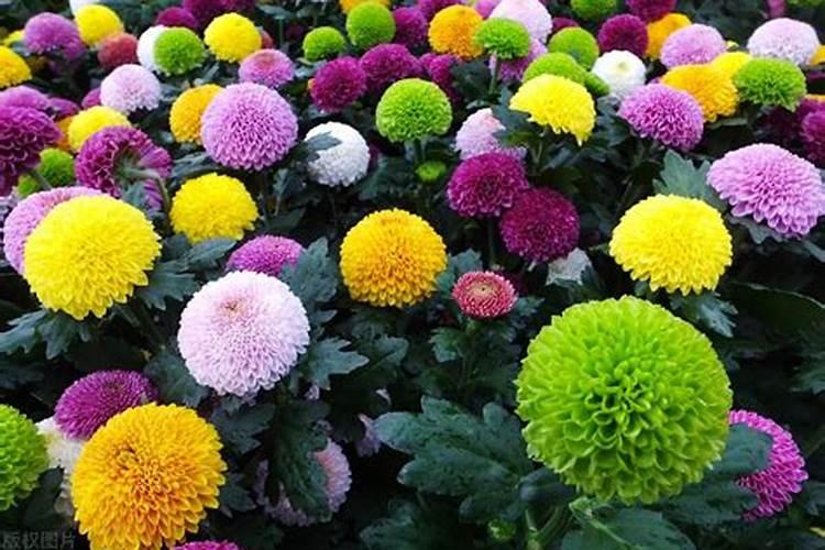 乒乓菊花期多久时间