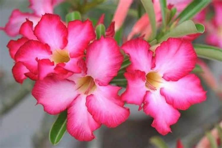 玫瑰花施什么肥最好