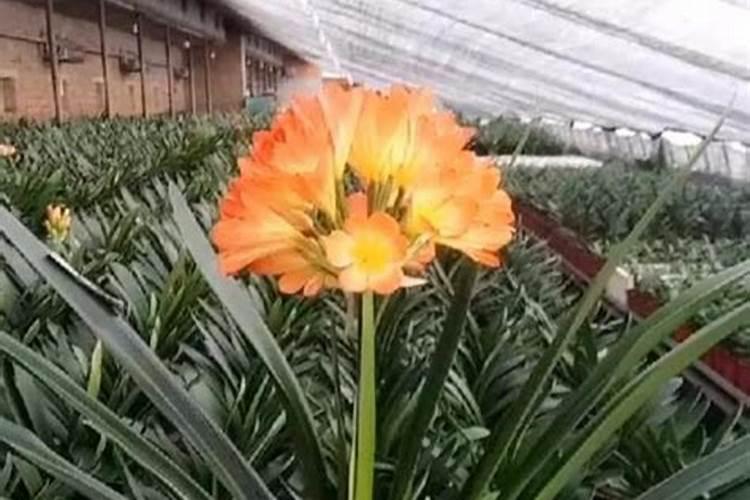 乒乓菊一年开几次