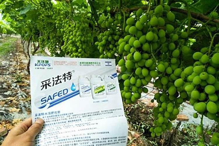葡萄谢花后施什么肥好