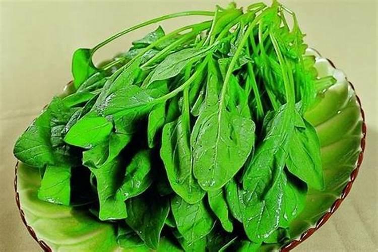 菠菜应该怎么养殖