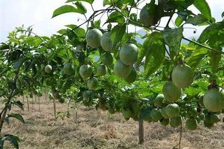 菠菜喜欢什么肥料 菠菜最喜欢什么肥料