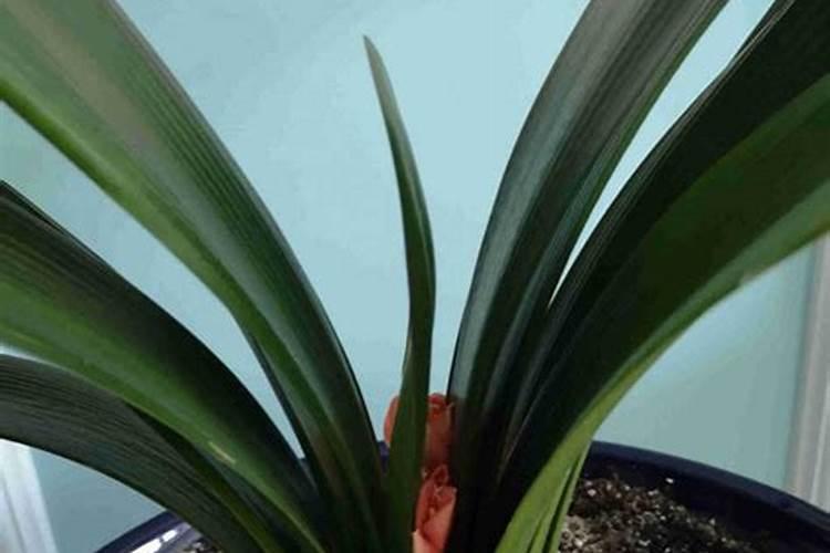 君子兰出花剑注意哪些