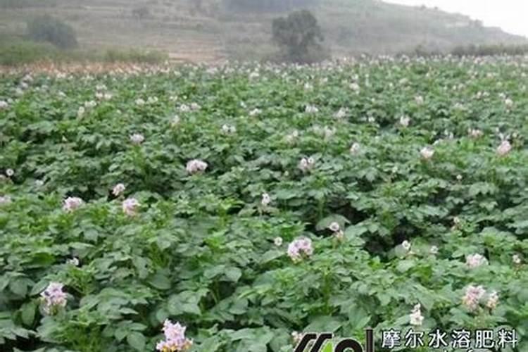 硅肥的作用及功能,与磷酸二氢钾能混用吗