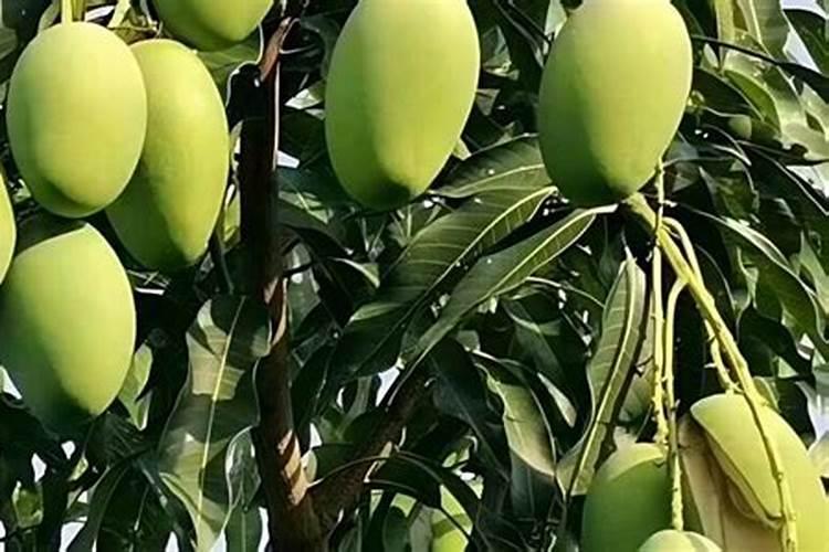 芒果树结果期怎样施肥