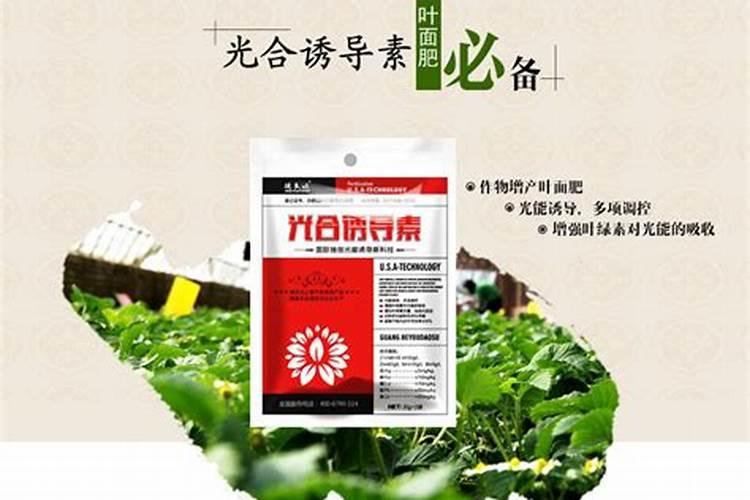 美女樱的养殖方法和注意事项 开花图片
