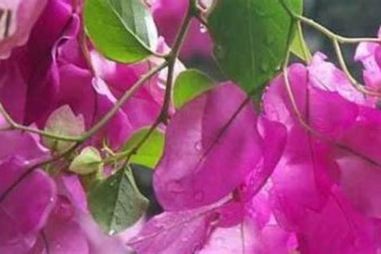 种花生用什么肥料最好