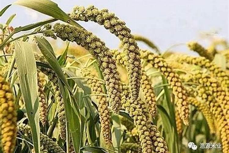 桑葚用什么肥料产量高？如何有效促进桑葚膨大？