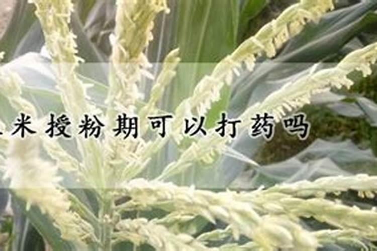 水淹的玉米抽穗了黄叶有什么办法？