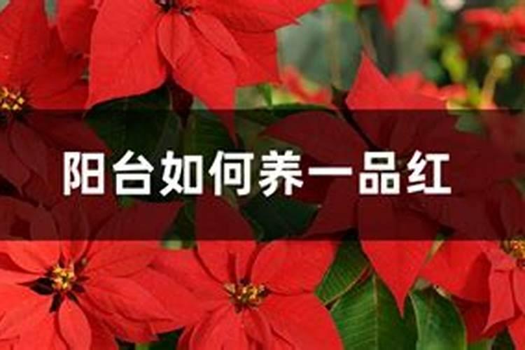 很多人都喜欢吃芋头,芋头种植该怎么管理你知道吗？