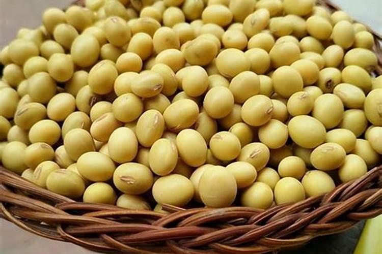 茶花移栽后要不要浇水？山茶花移植后能存活多久？
