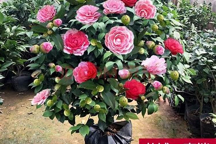 茶花和栀子花能用同样花肥吗