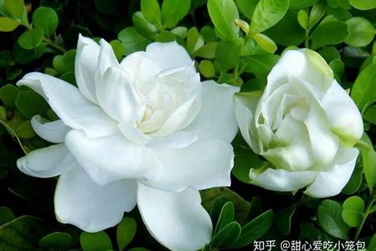 茶花,杜鹃花,栀子花适合浇硫酸亚铁吗？