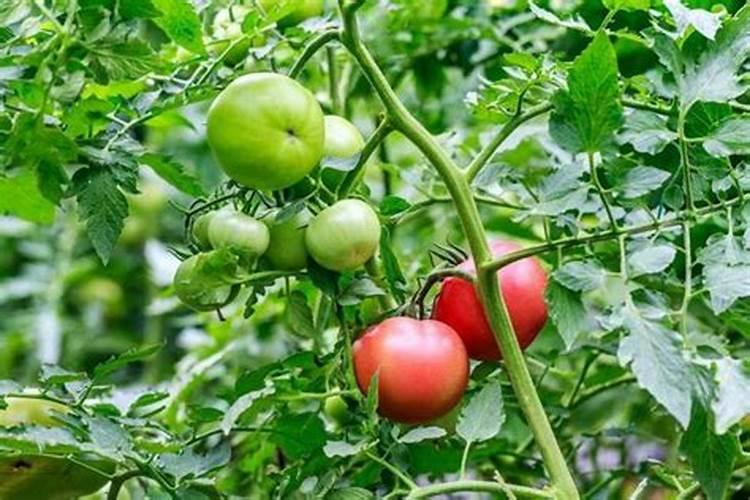 如何给番茄彭果期喷施叶面肥？ 针对苹果树腐烂病效果好四霉素简单...