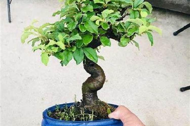 水溶肥施肥施用技巧？