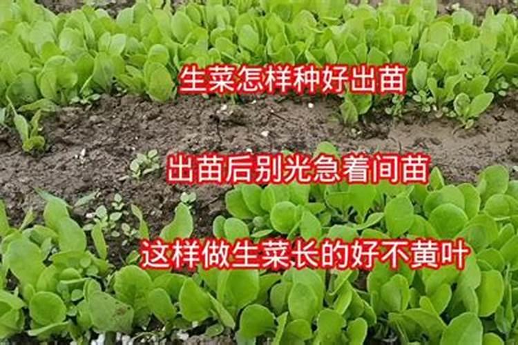 扑草净除草剂能打黄精地吗？