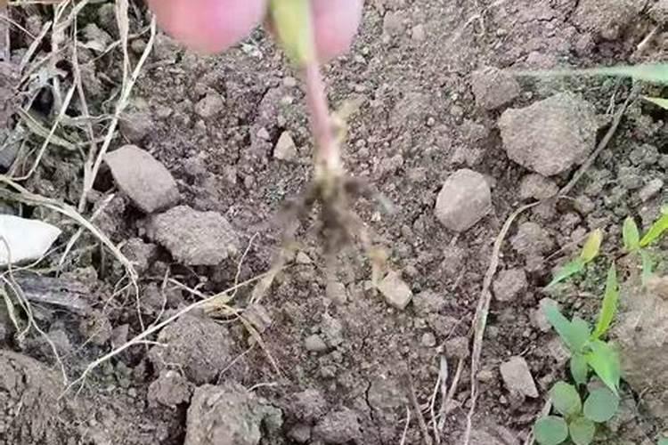 水稻秸秆还田的方法及注意事项有哪些？