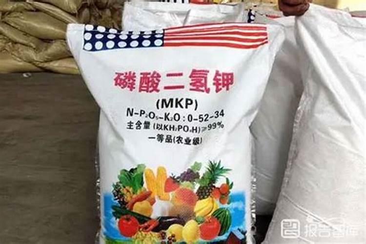 柑橘树烧根怎么办