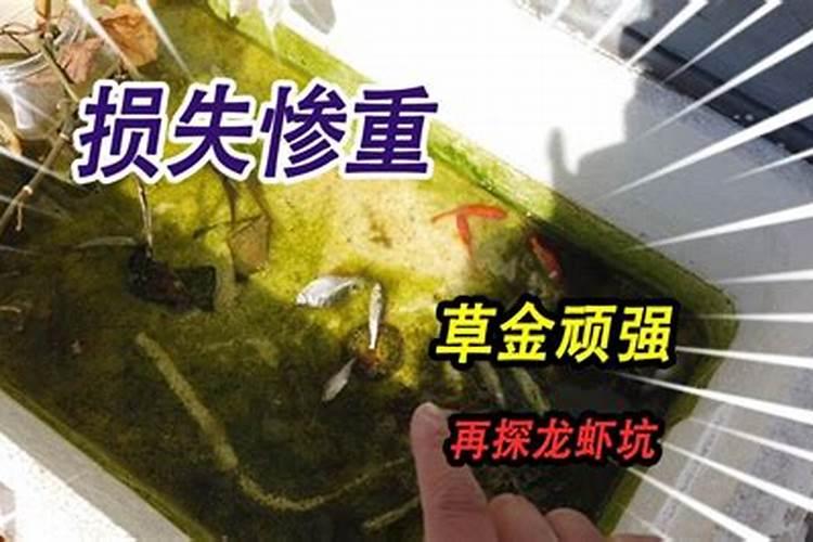 复合肥尿素属于什么肥料？