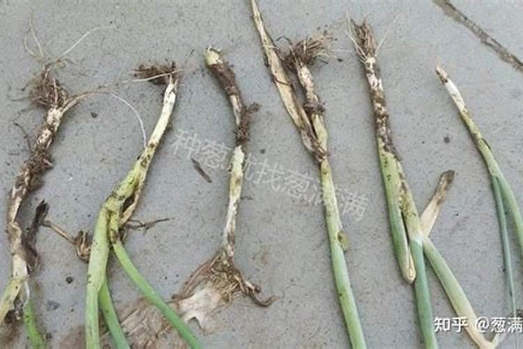 多肉用百分之70颗粒土可以吗