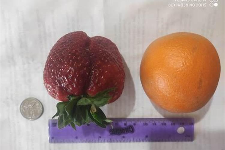 金桔的叶子怎么处理才能吃