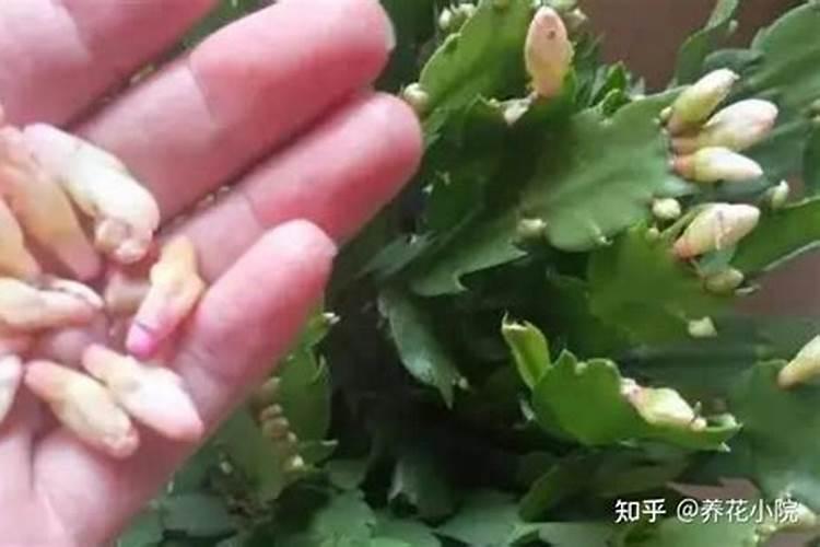 大棚草莓几月份种植