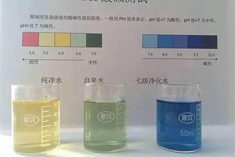 姬小菊的养殖方法与注意事项