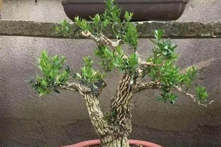 葫芦开裂什么原因