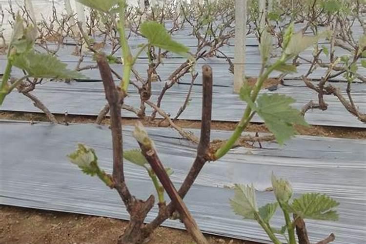 葡萄开花前施什么肥料