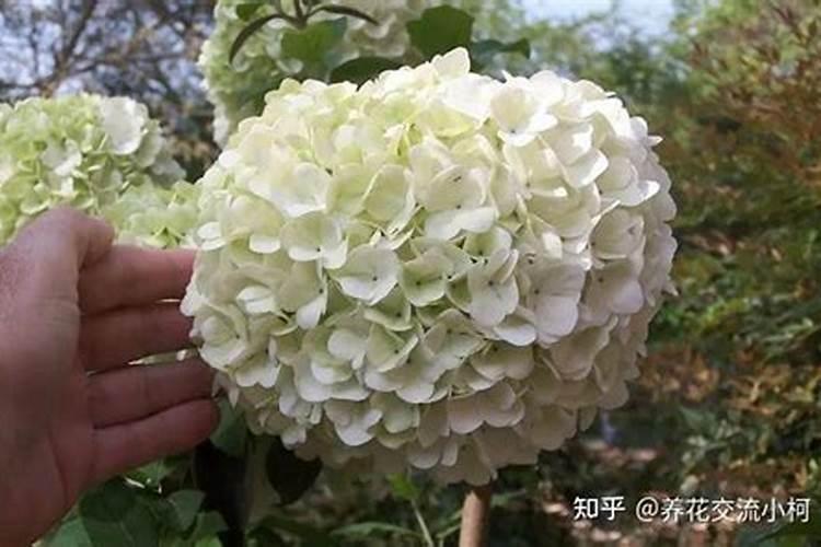 化肥哪里可以批发