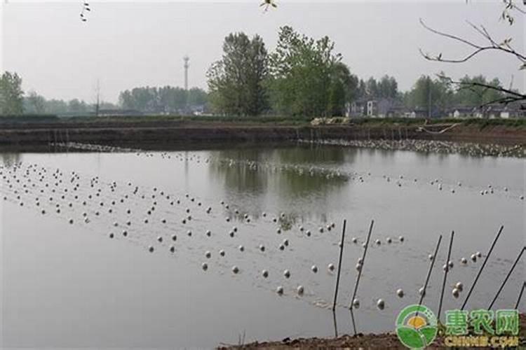 冲施肥是什么意思 冲施肥与水溶肥的区别