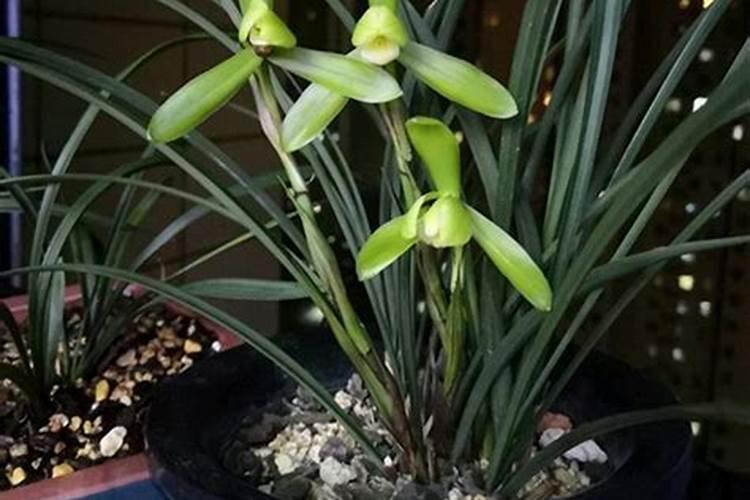 芸苔素可以解药害吗