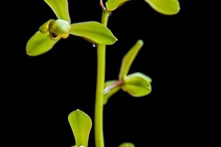 养兰花,可以把磷酸二氢钾与多菌灵能混合在一起使用吗？