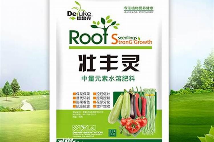 竹芋怎么浇水,夏季增加浇水量降低温度