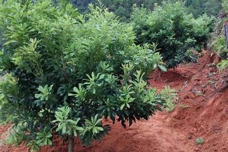 杨梅树成年树该怎样施肥？