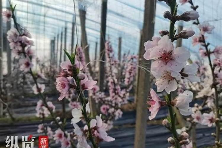 大棚油桃升温前什么时间浇水