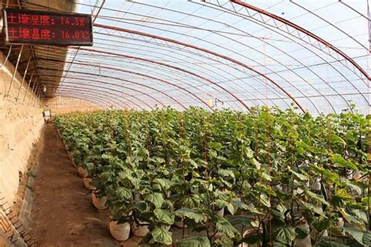 大棚油桃怎样喂肥