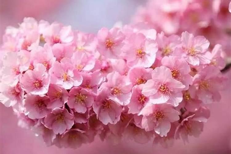 芝樱花生长期的施肥方法