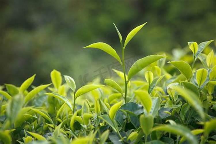 茶树催芽壮芽用什么药最快