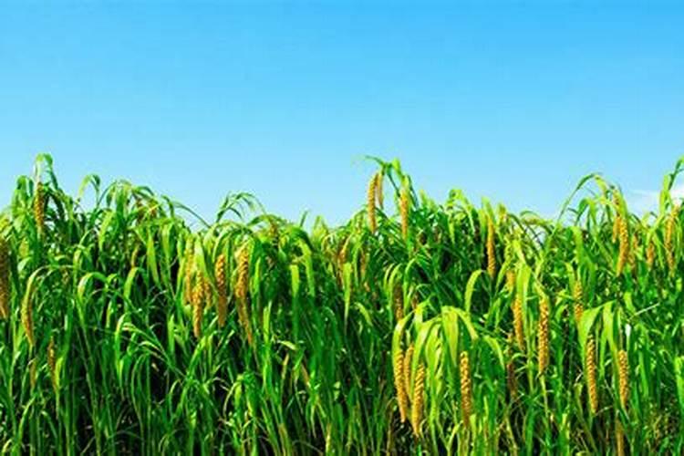 苹果树什么时候用水溶肥,怎么用最好