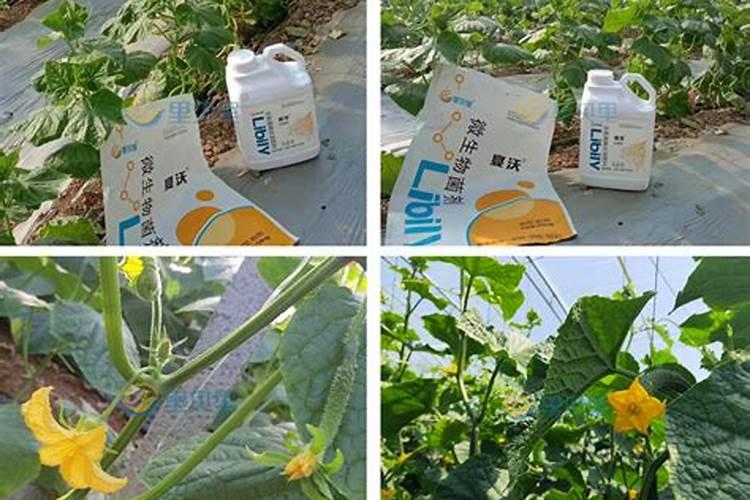 芸苔素内酯水稻使用量
