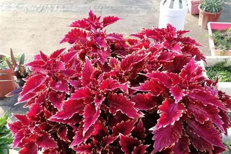 彩叶草需要如何管理才能保持叶面鲜艳？