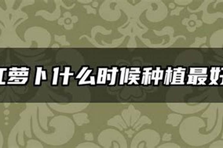 玉米生虫子打什么药好