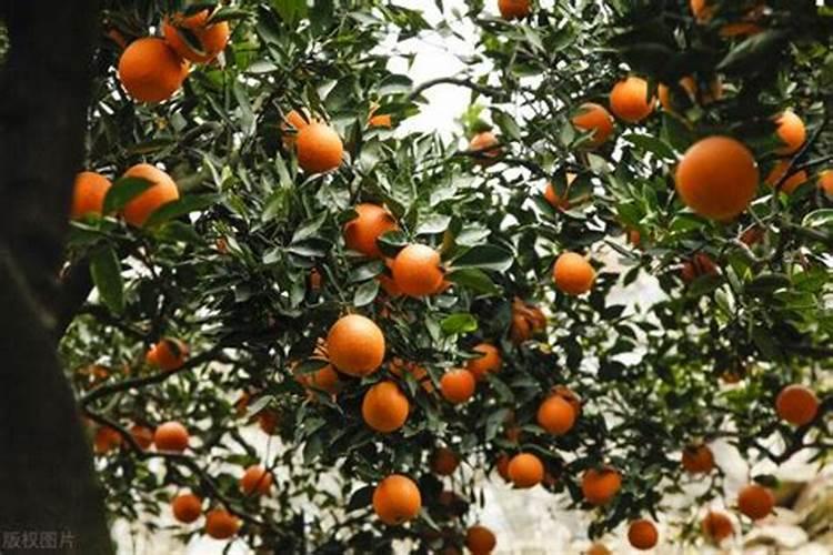 白兰花树烧根怎么办