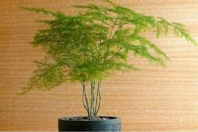 樱桃树花果期需要施肥吗？该如何施肥？樱桃为什么酸？