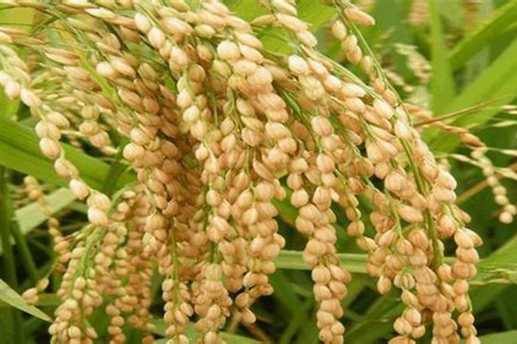 韭菜用什么肥料长得又肥又壮