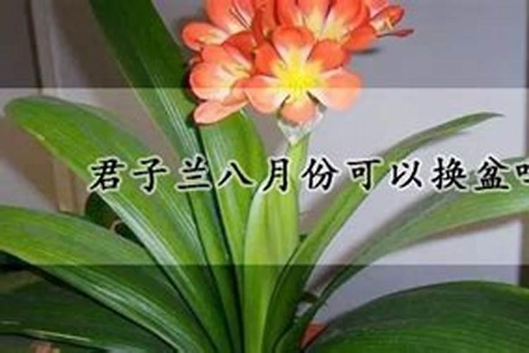 兰花要多久才能施肥