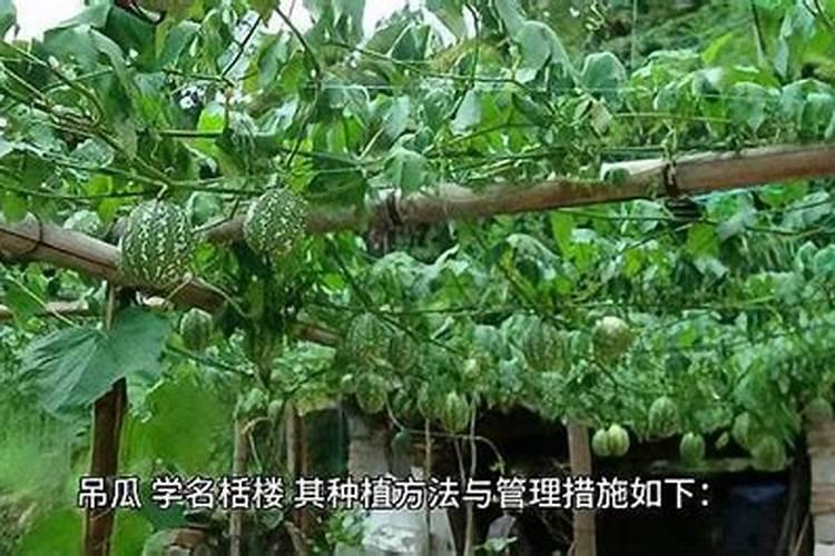 黄杨盆景能是复合肥吗