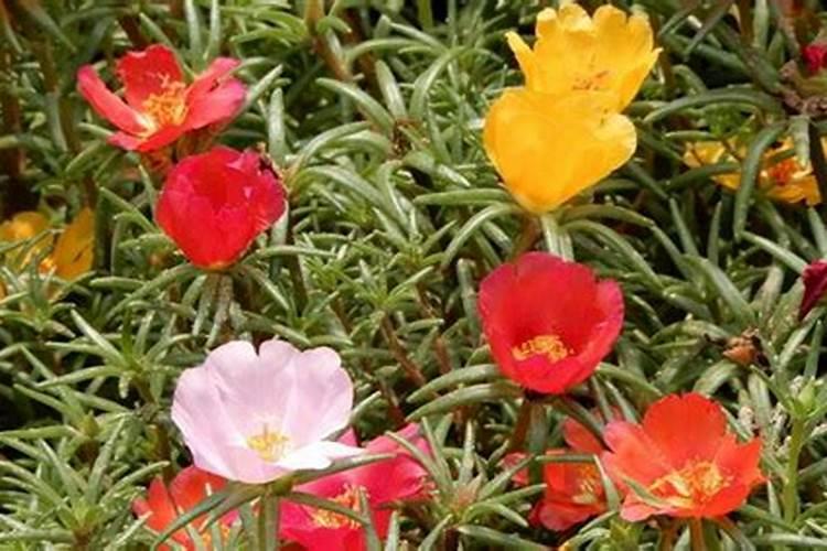 太阳花施什么肥才能花大叶盛？